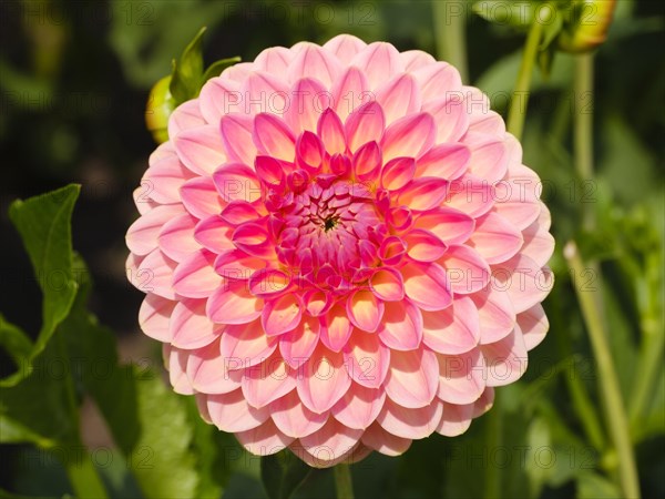 Flowering dahlia