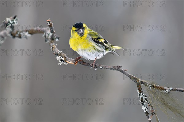 Pine eurasian siskin