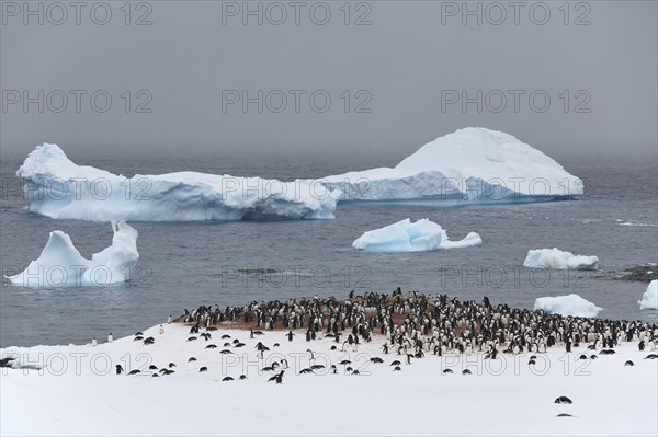 Gentoo penguins