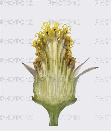 Mexican aster