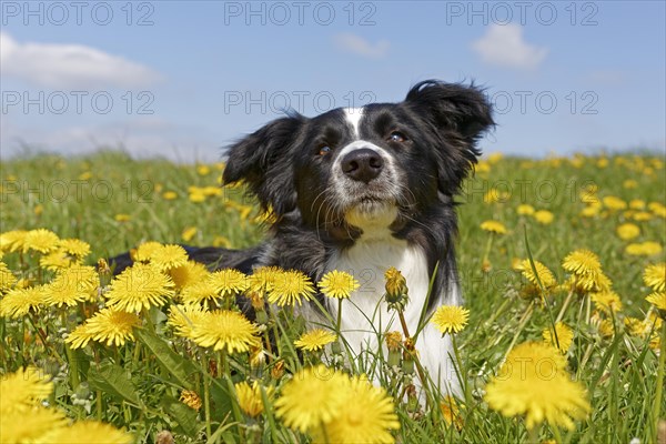 Border collie lying in dandelion meadow