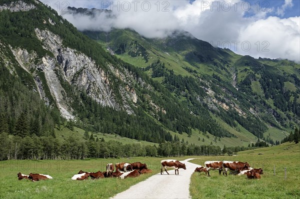 Cows in Seidlwinkltal