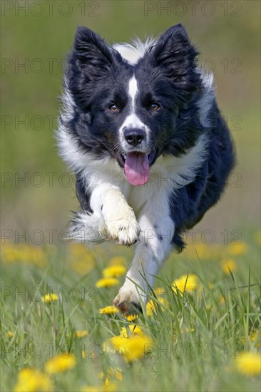 Border Collie running on a dandelion meadow