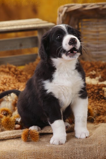 Miniature Australian Shepherd