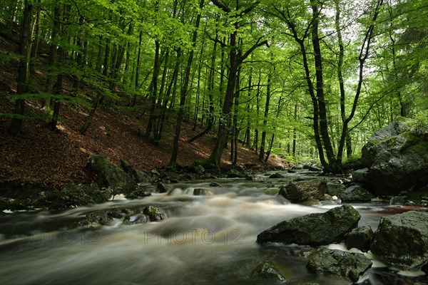 Stream course of the Hoegne