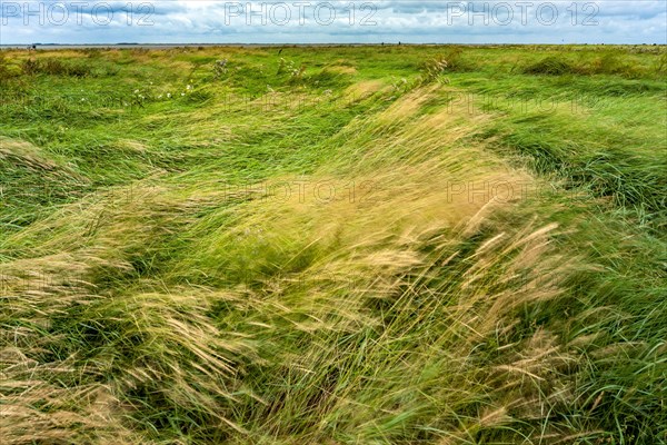 North Sea beach Hilgenriedersiel