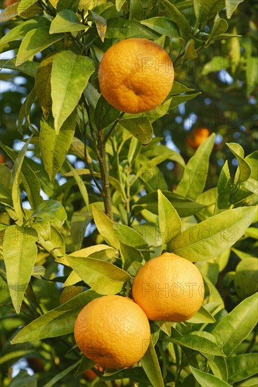Bitter orange