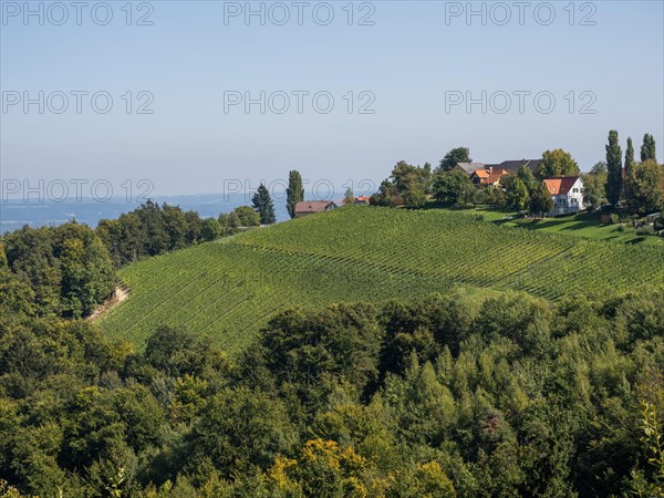 Hilly landscape with vineyards near Kitzeck im Sausal