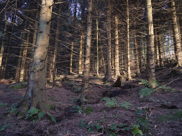 Wald auf dem Bocksberg