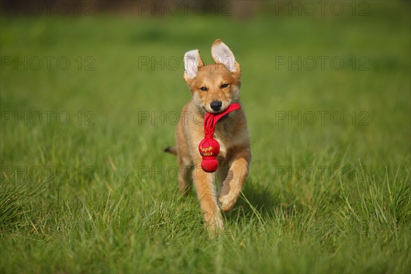 Harzer fox