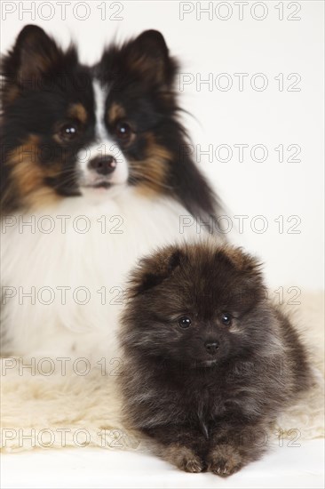 Mixed breed dog
