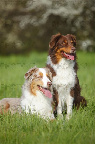Australian Shepherds