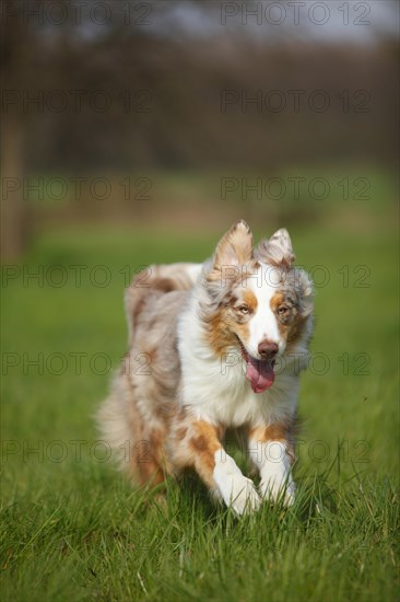 Australian Shepherd