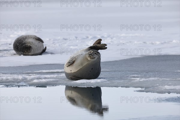Harbor seals