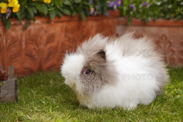 Teddy dwarf rabbit