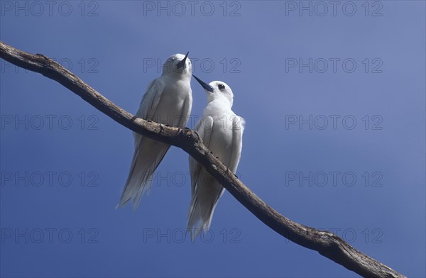 White terns