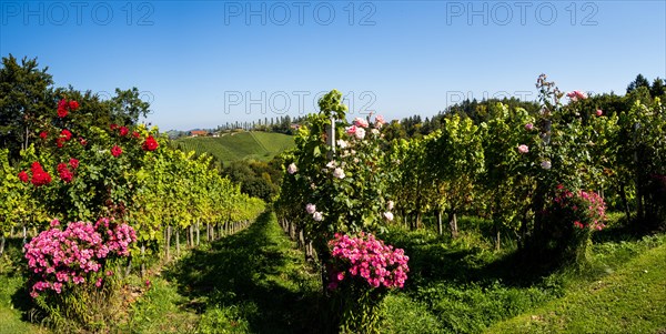 Vineyard with vines