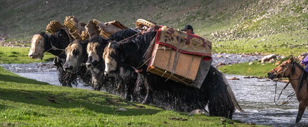 The nomadic family moves with yaks in the summer. Bayanhongor Province