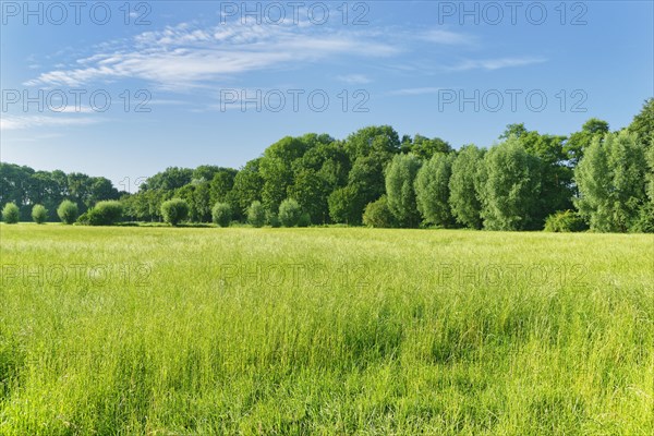 Meadow in the Huelser Bruch