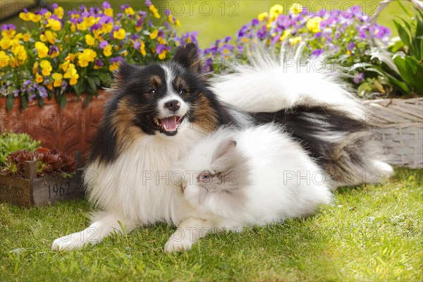 Mixed breed dog and teddy dwarf rabbit