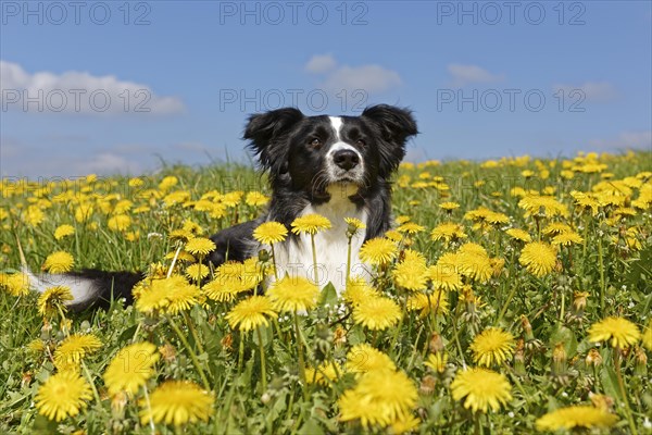 Border collie lying in dandelion meadow