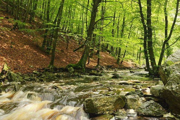Stream course of the Hoegne