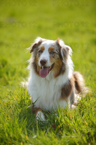 Australian Shepherd