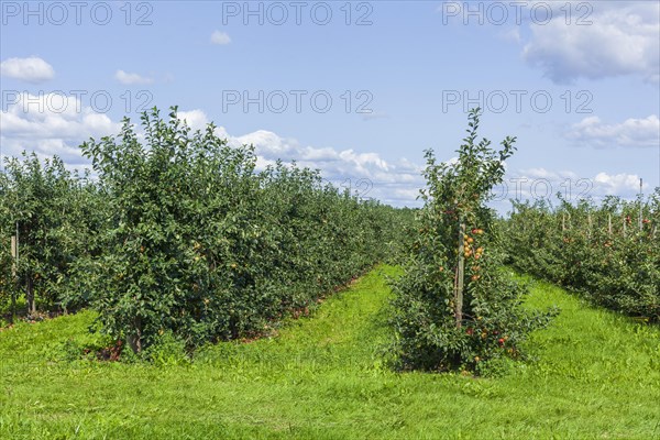 Apple orchard