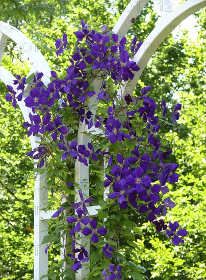 Clematis hybrid purple flowering