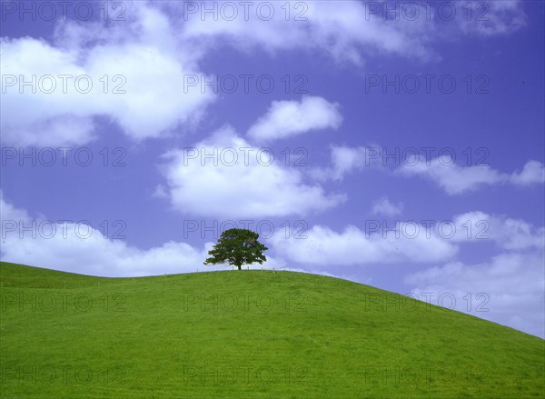 Tree on mountain meadow Closed for postcards until: November 2008 Edition Aneri