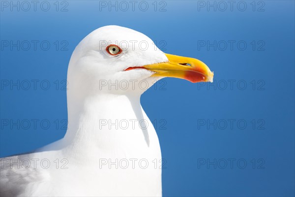 Yellow-legged gull
