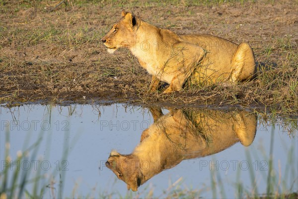 Lion