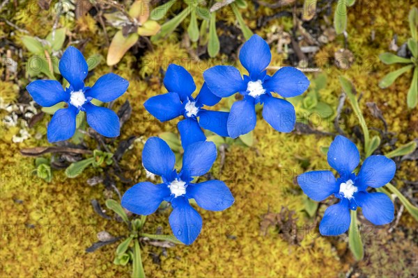 Spring gentian