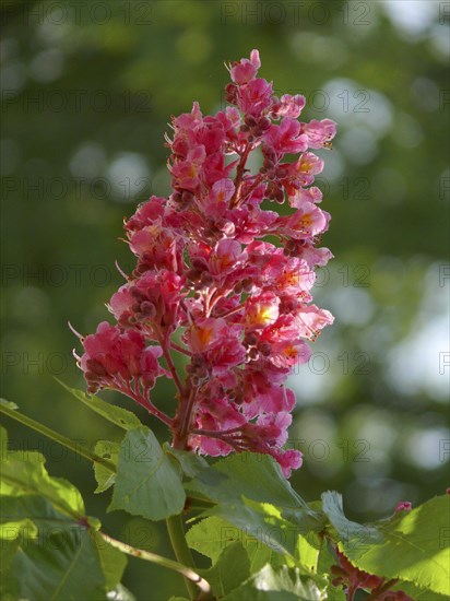 Red-flowered Horse Chestnut