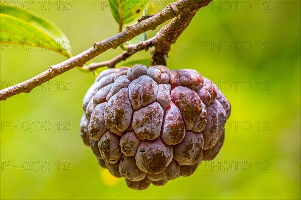 Sugar-apple