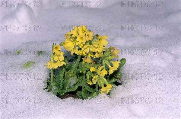 True oxlip