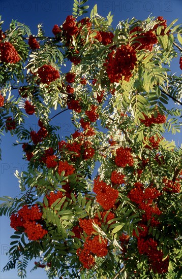 European rowan