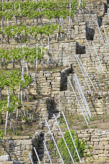 Vineyard stairs