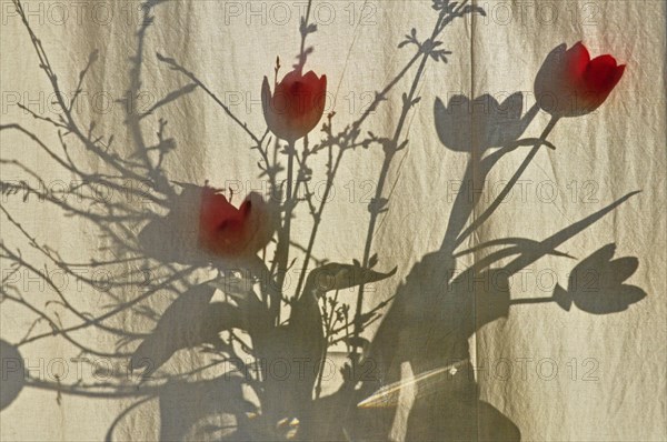 Bouquet of tulips with forsythia behind linen curtain