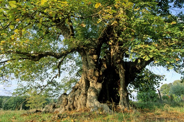 800 year old lime tree