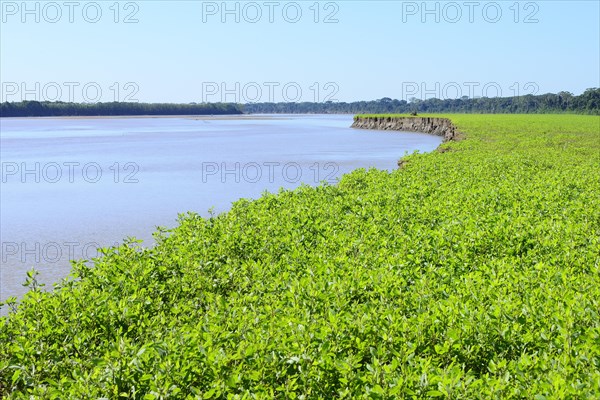 Overgrown clay bank of the Rio Alto Beni