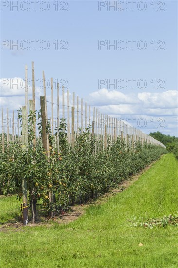 Apple orchard