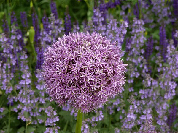 Giant onion