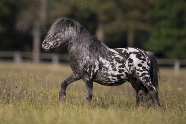 Mini Shetty Pony breeding stallion from the side on the pasture