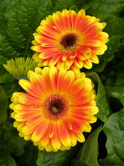 Gerbera