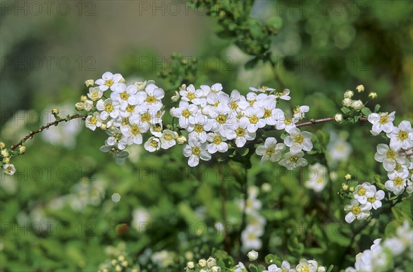 Garland spirea