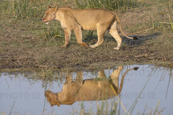 Lion