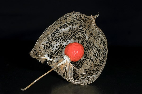 Japanese-lantern