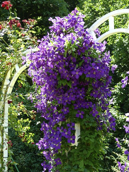 Clematis hybrid purple flowering