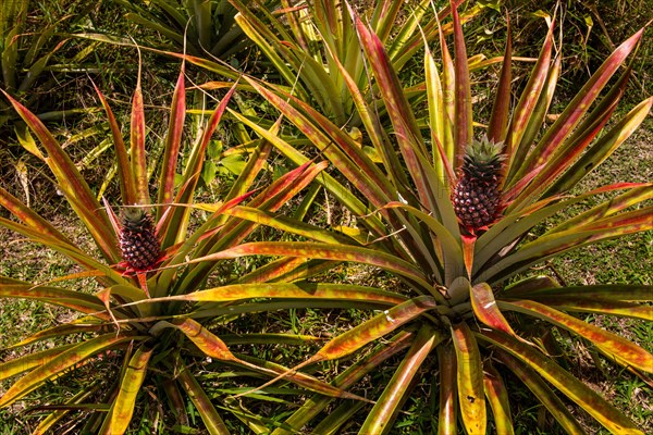 Ananas